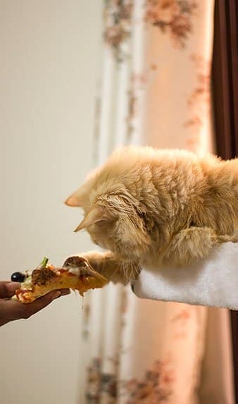 Cat and a pizza.